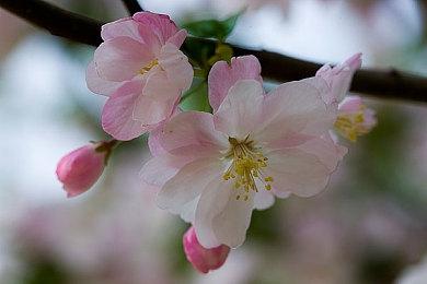 《远征军：罗马》试玩版上线 提供4小时游戏体验